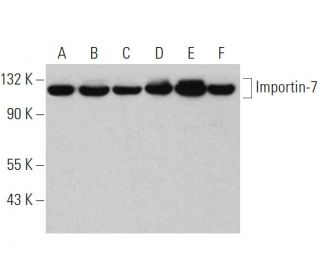 Importin-7 Antibody (E-2) - Western Blotting - Image 344290 