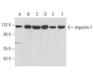 Importin-7 Antibody (H-12) - Western Blotting - Image 357234 