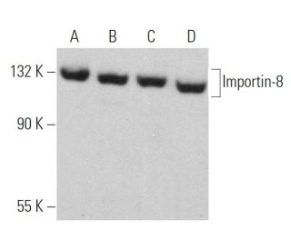 Importin-8 Antibody (C-5) - Western Blotting - Image 360700 