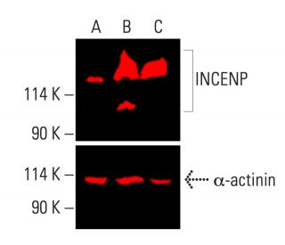 INCENP Antibody (B-4) - Western Blotting - Image 403969The Double Nickase Plasmid features a U6 promoter for sgRNA expression, a 20 nt targeting sequence, and a gRNA scaffold to guide Cas9n. It includes a CBh promoter for Cas9n (D10A) and puromycin resistance, GFP for transfection verification, and nuclear localization signals (NLS). The 2A peptide allows co-expression of Cas9n and Puro from a single promoter, enabling precise genome editing with reduced off-target effects. 