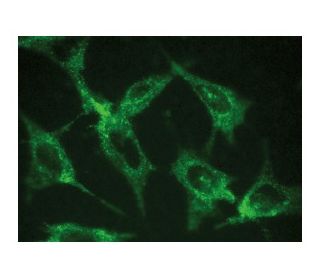 INDOL1 Antibody (C-9) - Immunofluorescence - Image 149348 