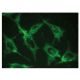 INDOL1 Antibody (C-9) - Immunofluorescence - Image 149348 