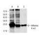 Influenza A ns1 Antibody (NS1-23-1) - Western Blotting - Image 137495