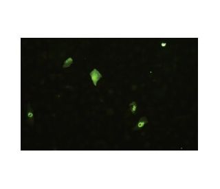 Influenza B NP Antibody (1B6/B3) - Immunofluorescence - Image 17255