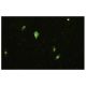 Influenza B NP Antibody (1B6/B3) - Immunofluorescence - Image 17255