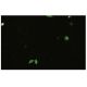 Influenza B NP Antibody (1D8/B1) - Immunofluorescence - Image 17256