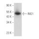 This polyclonal antibody has been discontinued. See our recommended <a href="ing1-antibody-e-10">ING1 (E-10)</a> monoclonal antibody (sample data shown). western blotting image from recommended ING1 (E-10) monoclonal antibody replacement. Image 357751