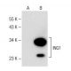 ING1 Antibody (E-2) - Western Blotting - Image 149567