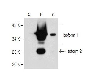 ING1 Antibody (E-10) - Western Blotting - Image 149536