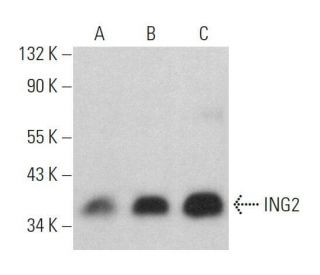 ING2 Antibody (B-5) - Western Blotting - Image 359198 