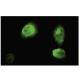 ING3 Antibody (162.1) - Immunofluorescence - Image 35865 