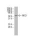 ING3 Antibody (162.1) - Western Blotting - Image 34605