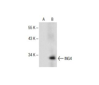 ING4 Antibody (A-8) - Western Blotting - Image 154069