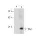 ING4 Antibody (A-8) - Western Blotting - Image 154069