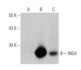 ING4 Antibody (B-8) - Western Blotting - Image 358683 