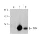 ING4 Antibody (B-8) - Western Blotting - Image 358683 