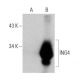 ING4 Antibody (B-8) - Western Blotting - Image 358684 