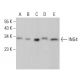 ING4 Antibody (B-8) - Western Blotting - Image 379489
