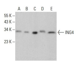 ING4 Antibody (B-8) - Western Blotting - Image 379489