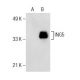 ING5 Antibody (36.85) - Western Blotting - Image 155194 