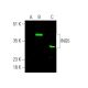 ING5 Antibody (36.85) - Western Blotting - Image 385503 