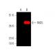 ING5 Antibody (36.85) - Western Blotting - Image 385504