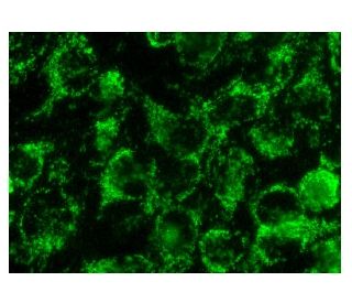 Inhibin &alpha; Antibody (D-4) - Immunofluorescence - Image 142953 