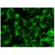 immunofluorescence image from recommended Inhibin α (D-4) monoclonal antibody replacement. Image 142953