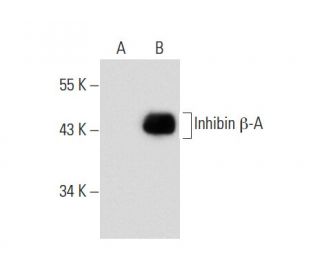 Inhibin &beta;-A Antibody (E-1) - Western Blotting - Image 133993The Double Nickase Plasmid features a U6 promoter for sgRNA expression, a 20 nt targeting sequence, and a gRNA scaffold to guide Cas9n. It includes a CBh promoter for Cas9n (D10A) and puromycin resistance, GFP for transfection verification, and nuclear localization signals (NLS). The 2A peptide allows co-expression of Cas9n and Puro from a single promoter, enabling precise genome editing with reduced off-target effects. 