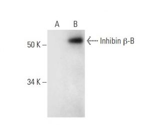 Inhibin &beta;-B Antibody (B-9) - Western Blotting - Image 291045