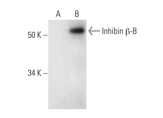 Inhibin β-B Antibody (B-9) | SCBT - Santa Cruz Biotechnology