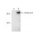 Inhibin β-B Antibody (B-9) - Western Blotting - Image 291045
