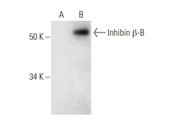 Anti-Inhibin β-B Antibody (B-9) | SCBT - Santa Cruz Biotechnology