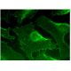 Inhibin β-B Antibody (H-8) - Immunofluorescence - Image 284692 