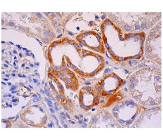 Inhibin &beta;-B Antibody (H-8) - Immunohistochemistry - Image 284895 