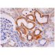 Inhibin β-B Antibody (H-8) - Immunohistochemistry - Image 284895 