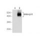 Inhibin β-B Antibody (H-8) - Western Blotting - Image 164113
