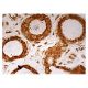 Ini1 Antibody (F-4) - Immunohistochemistry - Image 159027 