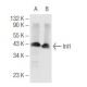 Ini1 Antibody (F-4) - Western Blotting - Image 68264 