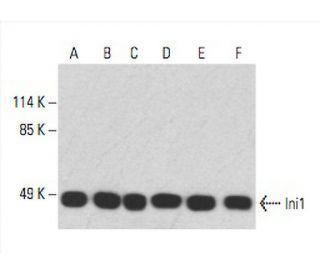western blotting image from recommended Ini1 (A-5) monoclonal antibody replacement. Image 392961