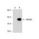 INO80B Antibody (E-3) - Western Blotting - Image 285155