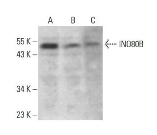 INO80B Antibody (E-3) - Western Blotting - Image 376248 
