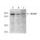 INO80B Antibody (E-3) - Western Blotting - Image 376248 