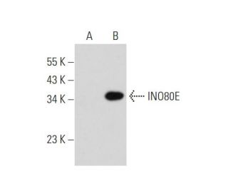 INO80E Antibody (B-6) - Western Blotting - Image 345892 