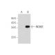 INO80E Antibody (B-6) - Western Blotting - Image 345892 