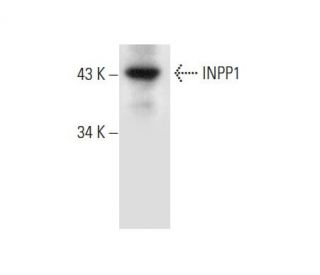 INPP1 Antibody (F-9) - Western Blotting - Image 296923