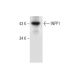 INPP1 Antibody (F-9) - Western Blotting - Image 296923