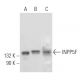 INPP5F Antibody (A-6) - Western Blotting - Image 325176