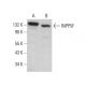 INPP5F Antibody (A-6) - Western Blotting - Image 378214 