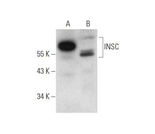 INSC Antibody (G-6) - Western Blotting - Image 320166 